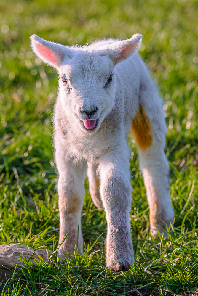 Lambing season cameron m hill photography
