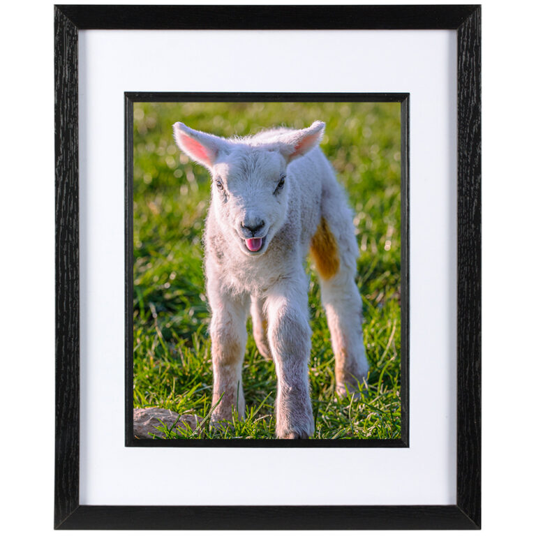 Mounted Frame - Lambing Season