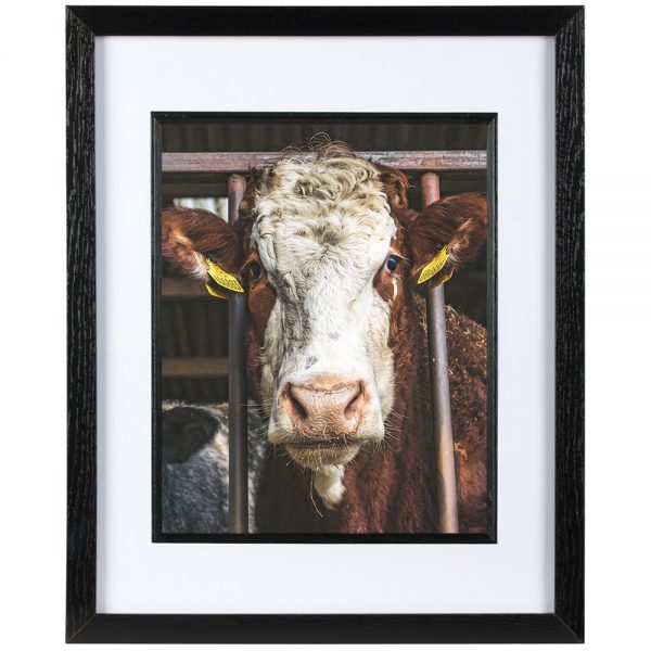 Mounted Frame - Hereford Heifer