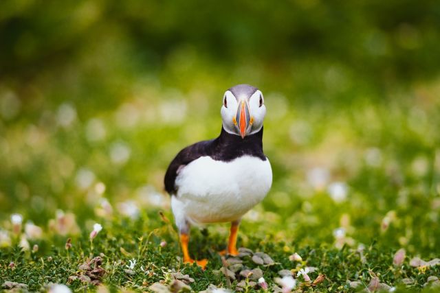 Something slightly different for me as a lot of all my work is focused on taking photos of people. 

After seeing posts of the thousands of Puffins on Skomer island I knew I had to visit and take my own photos and I’m really happy with the results! 📸