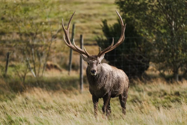 Had such a great afternoon at Highland Wildlife Park, here’s a few of my favourites 🏴󠁧󠁢󠁳󠁣󠁴󠁿🐾